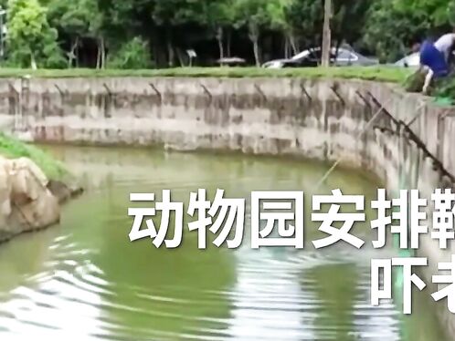 Desperate Zoo Worker Tries To Save Dog That Fell Into Pit