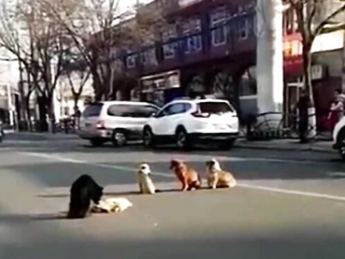 Loyal Dog Protects Friend's Body After He Was Shot