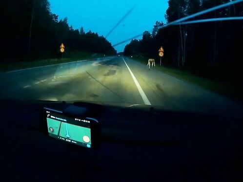 Moose Suddenly Appeared And Hit The Car