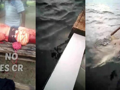 Shark Attacks Tourists...boat Hits Shark