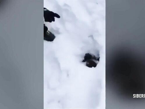 Mountain Rescuers Desperately Dig To Save People Buried In Snow