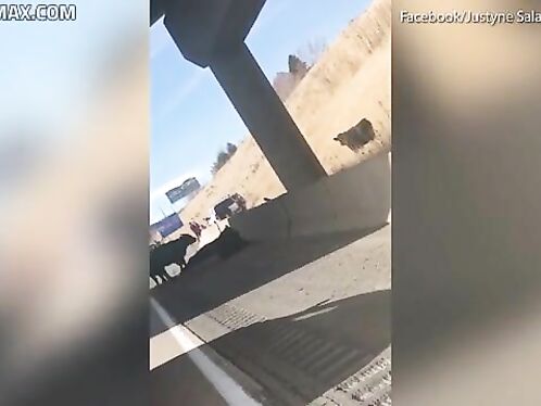 Dozens Of Cattle Scattered On Highway After Truck Accident