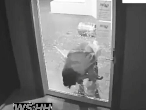 The Dumbest Criminal Ever! News Bull