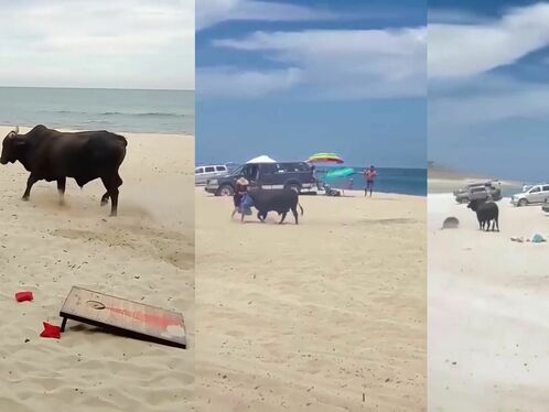 Woman Attacked By Bull On Beach