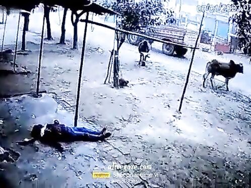 A Very Wild Bull, Murder, Execution,