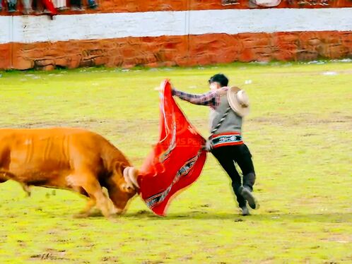 Peruvian Man Knocked Down By Fast Bull