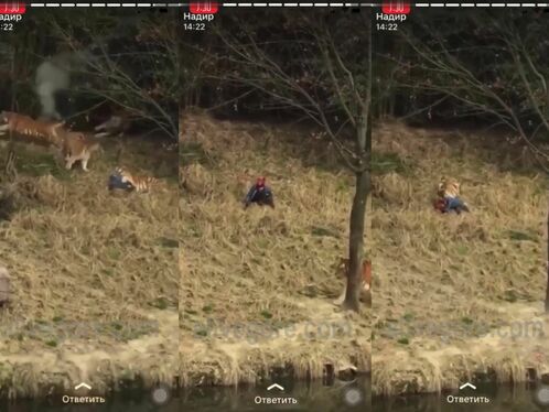 An Idiot And Three Wild Tigers - Murder