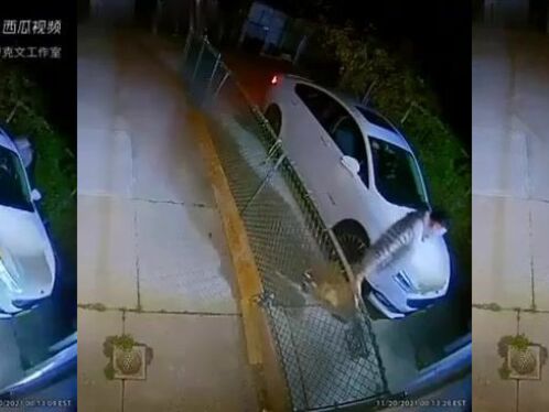 The Taxi Driver Shot And Wounded One Of The Robbers.