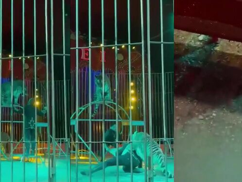 Tiger Attacks Circus Trainer And Bites His Neck During Live Show