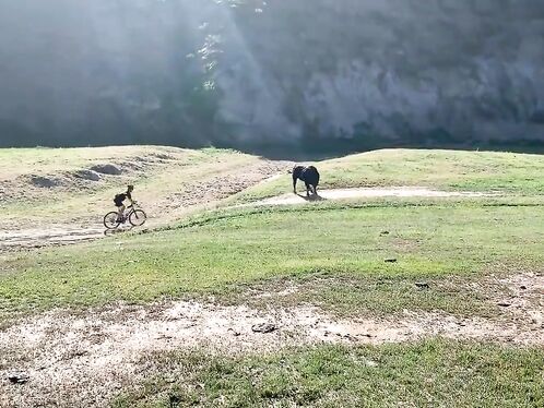 Bull Attack At Gravel Bike Race In Bakersfield, California