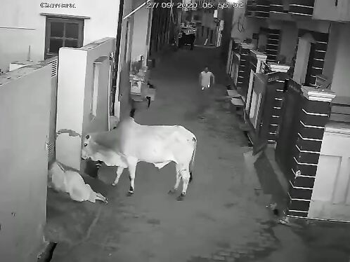 Indian Woman Attacked By Bull