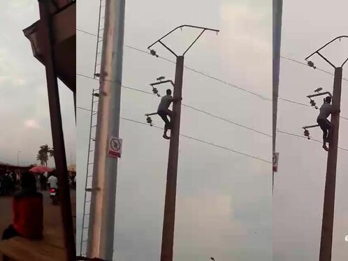 Idiots Climbing Telephone Poles To Catch Pigeons?