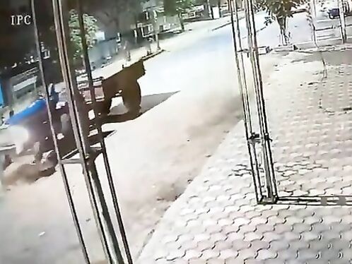 Tragic Dairy Cow Accident. Murder, Execution