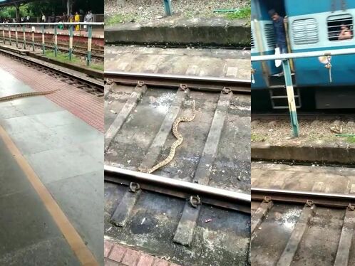 Snake Committed Suicide On The Train!