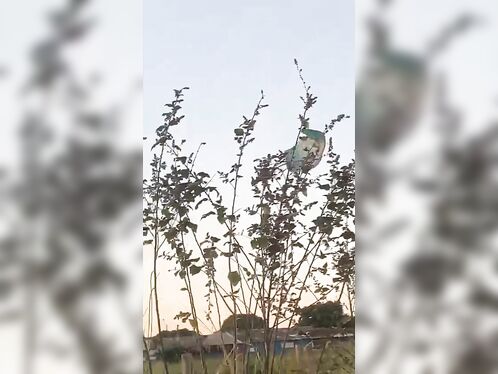 Fatal Paragliding Accident In Brazil (actions And Consequences)