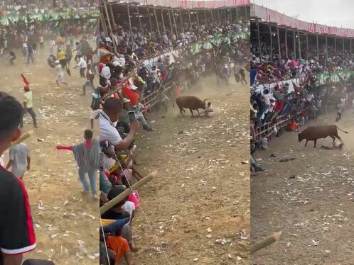 Go To Hell, You Bastard, Man Fell To His Death In Front Of The Bull