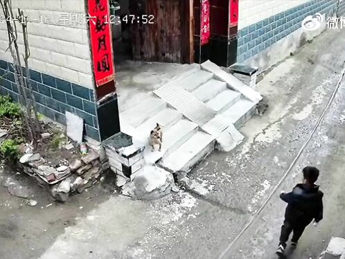 Give The Dog The Middle Finger