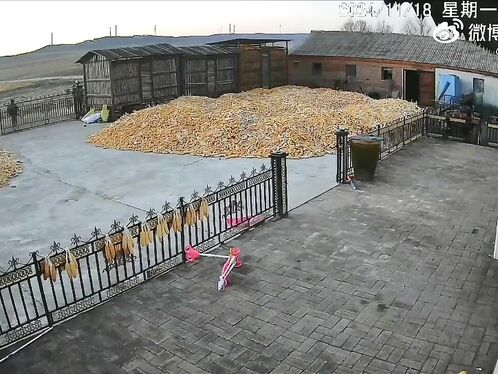 The Roarer At The Door