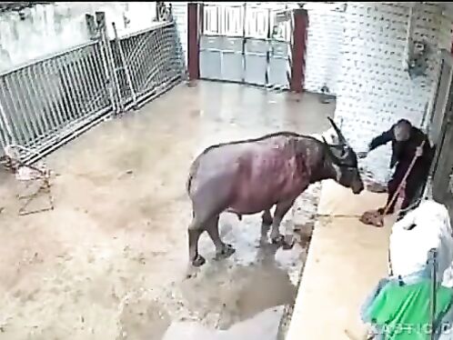 The Buffalo Attacked The Farmer.