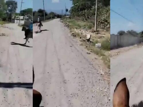 You Can't Steal From Mexican Farmers