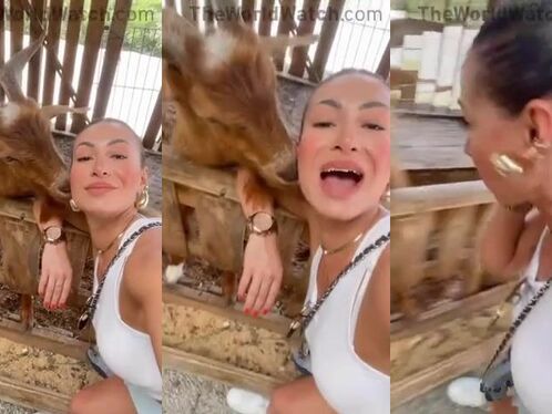 Goat Kisses Girl's Ears And Swallows Her Gold