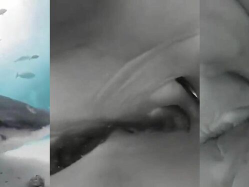 In The Shark's Mouth