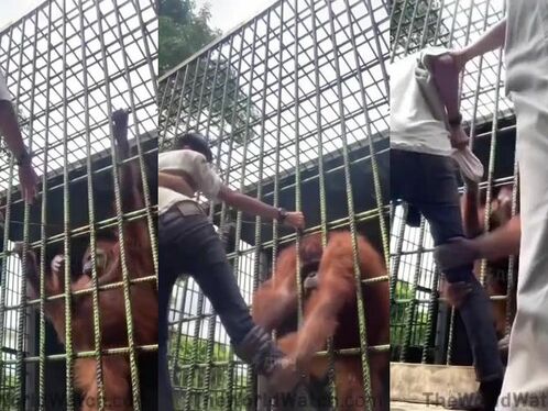 When The Gorilla Wants You To Go, He Will Let You Go.