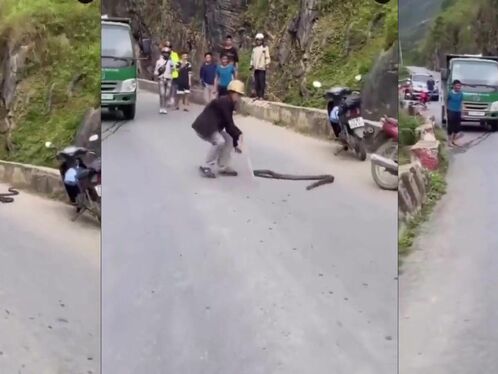 Professional Snake Charmer