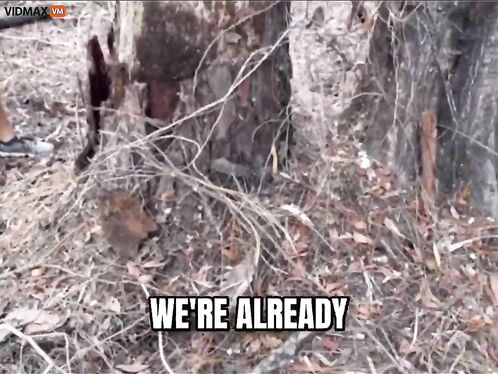 Florida Man Bitten By Diamondback Rattlesnake