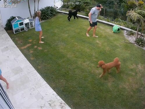 Brave Girl Saves Guinea Pig