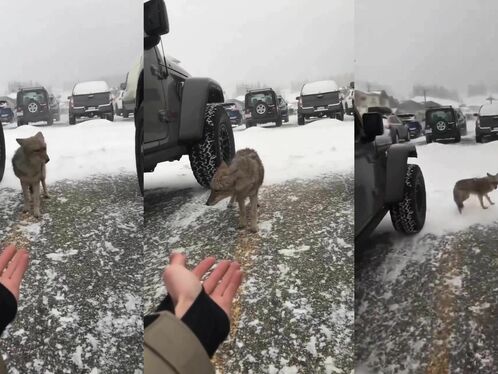 Try Petting A Coyote