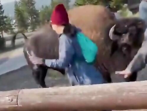 The Price Of Taking Photos With Bison