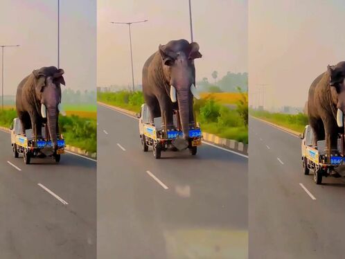 Transporting The Elephants Home