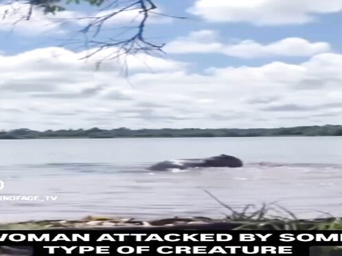 Have You Ever Seen Someone Being Attacked By A Capybara? Now You Have