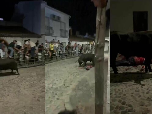 Fuck around with a bull and find out