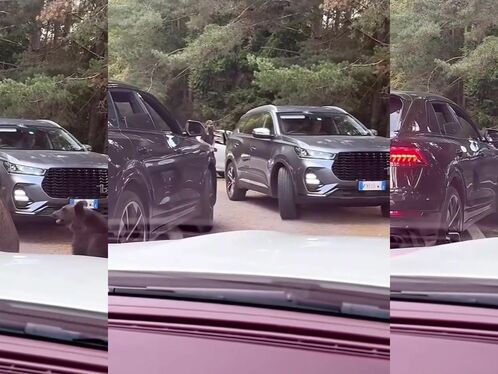 Try Hand Feeding A Bear