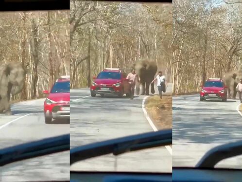 Man Chased By Elephant