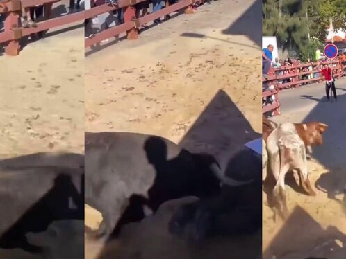 The Fat Man Fell Into The Bullring And Still Regrets It