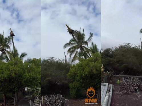 Tree Surgeon Needs A Real Surgeon After This Landing