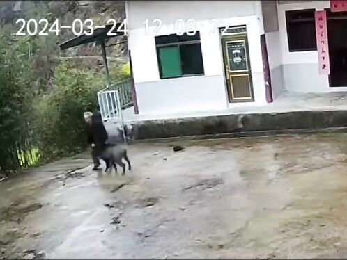 The Old Man Was Attacked By A Wild Boar But He Fought Back Bravely