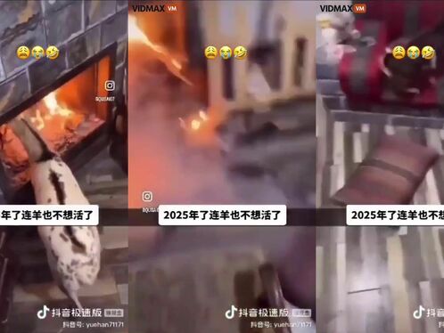 Have You Ever Seen A Goat So Eager To Cook Its Own Food?