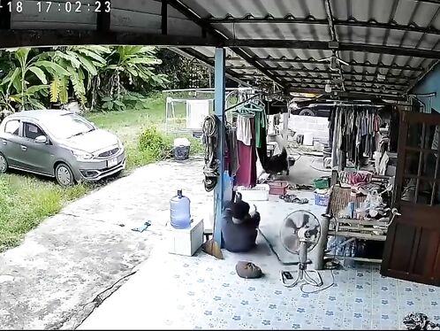 Snake Attacks Dog After He Tries To Warn Sleeping Man