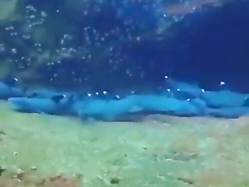 Resting Sharks Don't Rest