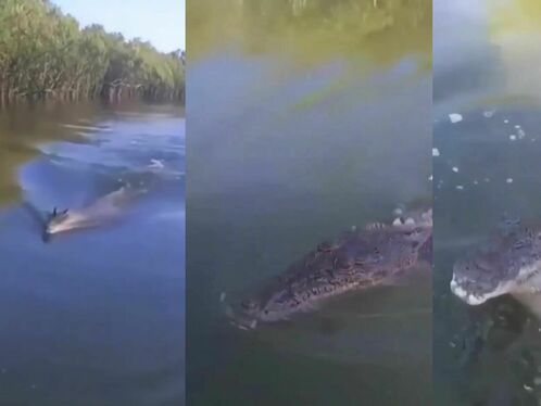 Crocodile Wants To Greet A Couple On A Boat