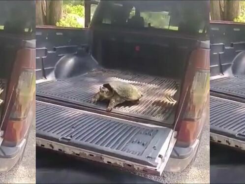 Pet A Wild Snapping Turtle Like A Cute Dog