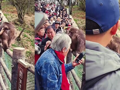 Monkey Tries To Bite Wrong Person's Face Off