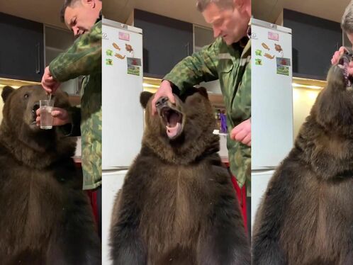 Russian Man Loves Brushing His Pet Bear's Teeth