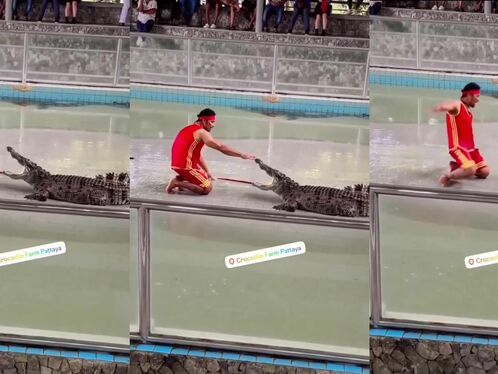 Another Victim At Pattaya Crocodile Exhibition