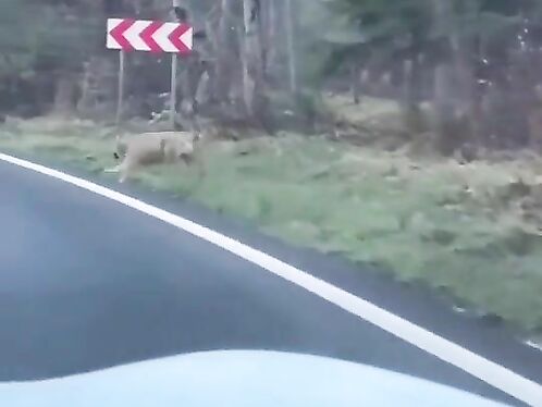 Driver Prevents Wolf Attack