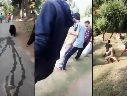 Idiot Irritates Bear